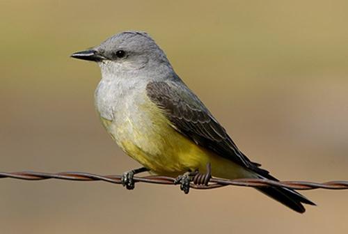 Western kingbird 